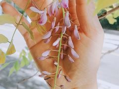 -爱菊艺术学校