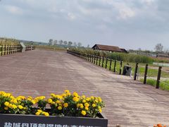 -盐城丹顶鹤湿地生态旅游区