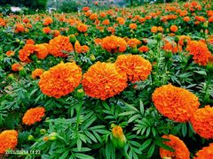 -松山湖梦幻百花洲