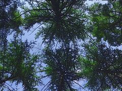 -黑龙江省森林植物园