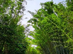 -开平碉楼文化旅游区马降龙景区