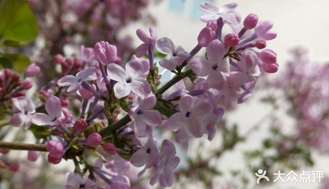 丁香花开