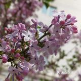 丁香花开