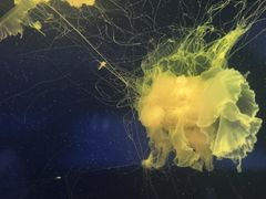 -西安曲江海洋极地公园