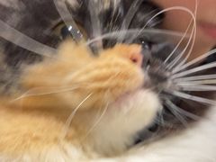 -楼上猫咖(罗湖店)