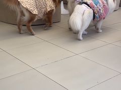 -怪兽屋·羊驼·猫咖·狗咖(俊华广场店)