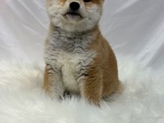 -萌宠之家·腊肠犬·马尔泰·小体犬舍