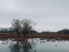 -长兴太湖图影湿地文化园