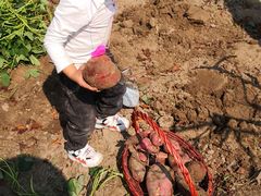 -樂桃源奉贤黄桃种植采摘基地