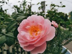 -三圣花乡旅游区