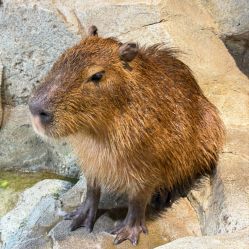 -Zoolung Zoolung动物主题公园(海信广场店)