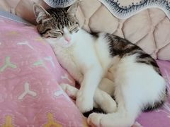 -BABIT巴比特宠物(MOMOPARK店)