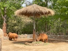-北京野生动物园
