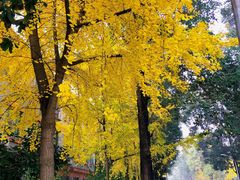 -四川大学(华西校区)