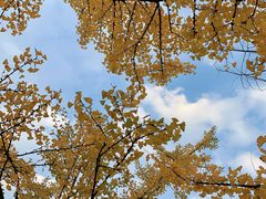 -铁山坪森林公园