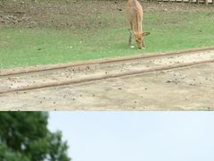 -常州淹城野生动物世界