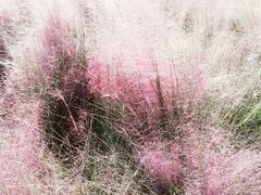 -羊亭河湿地公园