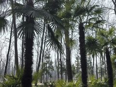 -合肥滨湖国家森林公园