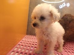-爷爷不泡茶NOYEYENOTEA(武汉佰港城创始店)