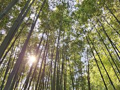 -泰山风景名胜区-普照寺