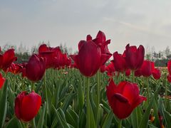 -杭州湾海上花田景区