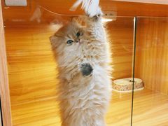 -猫十亿·布偶金渐层·曼基康矮脚猫舍(青年路店)