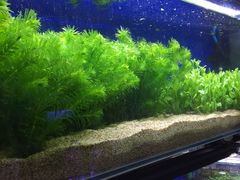 -花鸟鱼虫鲜花绿植市场(玉泉路店)