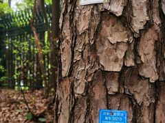 -九曜山