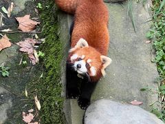 -都江堰中华大熊猫苑