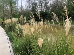 -合肥滨湖国家森林公园