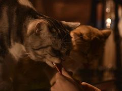 -咖法森林·咖啡  酒吧(天河店)