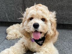 -萌宠之家·腊肠犬·马尔泰·小体犬舍