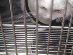 -A猫a狗全科·犬猫异宠·芥西宠物医院(南开总院)