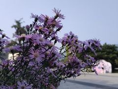 -国家植物园