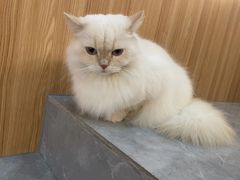 -山宅一喵德文卷毛猫舍
