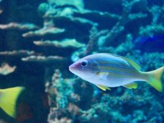 -太平洋海底世界