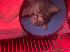 -米苏动物医院·犬猫专科·骨科外科内窥镜