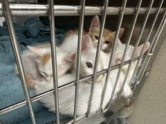 -安安宠医宠物医院·异宠·犬猫内科(岳阳分院)