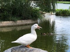 -莲花池公园
