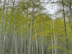 -东明山森林公园