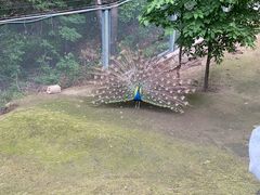 -哈尔滨北方森林动物园