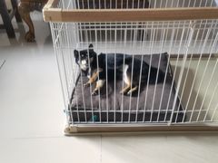 -宠福鑫康馨动物医院·骨科·眼科