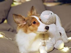 -超宠爱宠物摄影-Super pet