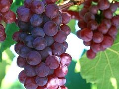 -马陆小张葡萄园农家乐