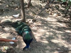 -燕塞湖鸟语林景区