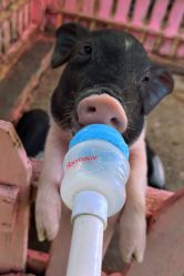 -萌宠亲子动物乐园(槐房万达店)