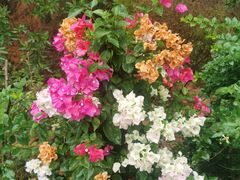 -广州白江湖森林公园