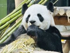 -栾川竹海野生动物园