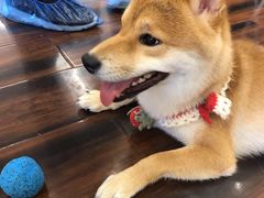 -豆柴町-柴犬主题狗咖(红鼎国际C座店)