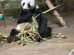 -深圳野生动物园